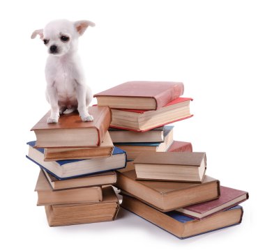 çok güzel chihuahua köpek üzerinde beyaz izole kitap yığını