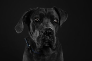 Cane corso Italiano köpek