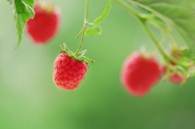 Ahududu bulanık doğa arka plan üzerinde Şubesi