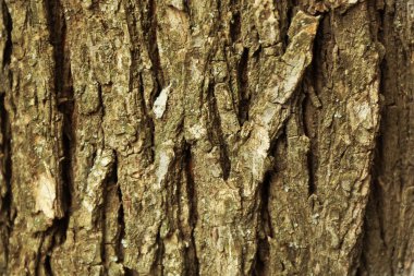 ağaç kabuğu dokusu arkaplanı