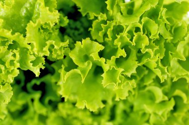 Yeşil taze marul yakın çekim