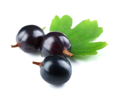 vahşi Siyah frenk üzümü