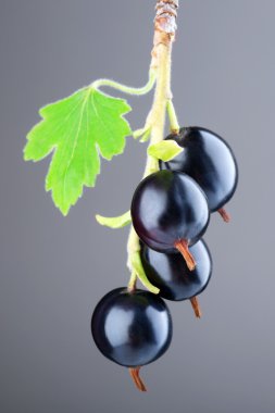 vahşi Siyah frenk üzümü