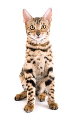 Beyaz izole güzel Bengal yavru kedi