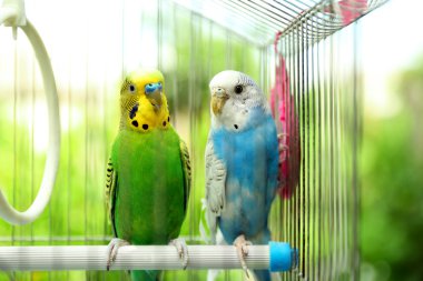 Cute colorful budgies clipart