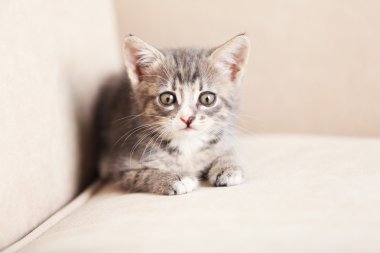 Şirin gri yavru kedi evde