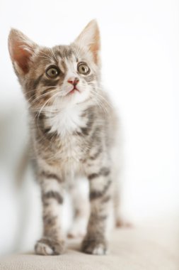 Şirin gri yavru kedi evde