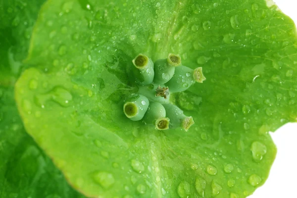 Groene blad met droplets, close-up — Stockfoto