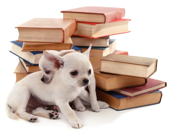 Entzückende Chihuahua-Hunde auf Bücherhaufen isoliert auf weiß — Stockfoto