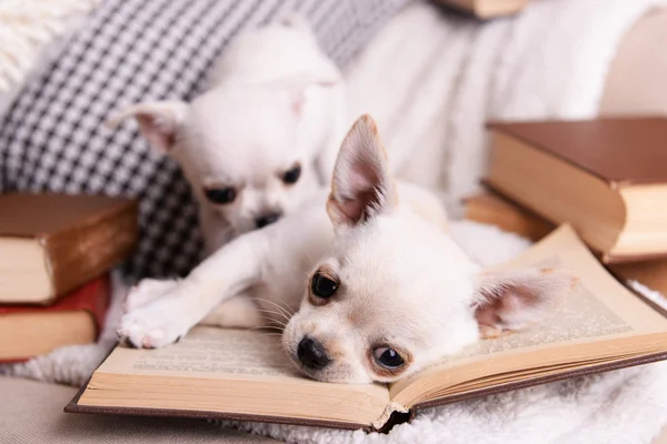 Adorable chihuahua dogs with books on sofa — Stock Photo, Image