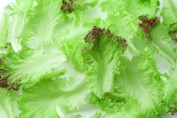 Fresh green lettuce close up — Stock Photo, Image