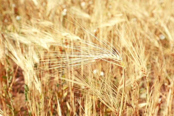 Όμορφο τουριστικό τομέα — Φωτογραφία Αρχείου