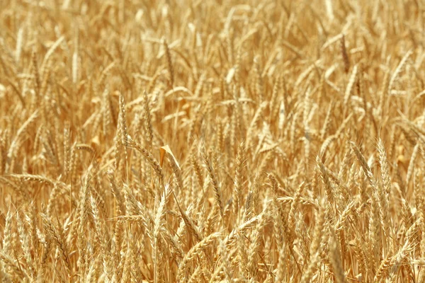 Beautiful summer field — Stock Photo, Image