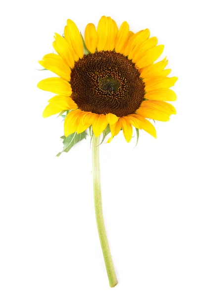 Girasol amarillo aislado en blanco — Foto de Stock