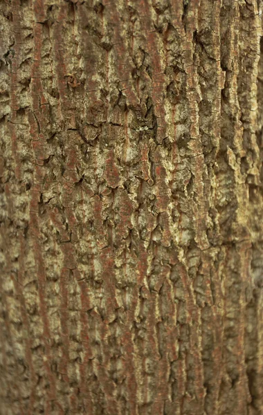 Corteza de árbol fondo — Foto de Stock