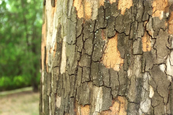 Tree bark, closeup — Stock Photo, Image