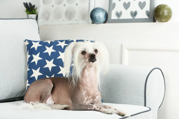 Chinese Crested dog — Stock Photo, Image