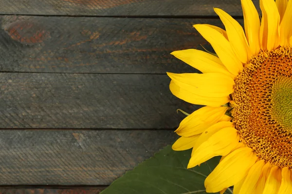 Schöne Sonnenblume auf Holzgrund — Stockfoto
