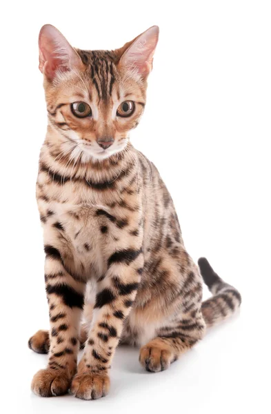 Beautiful Bengal kitten isolated on white — Stock Photo, Image