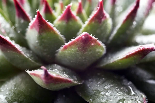 Hermosa planta suculenta — Foto de Stock