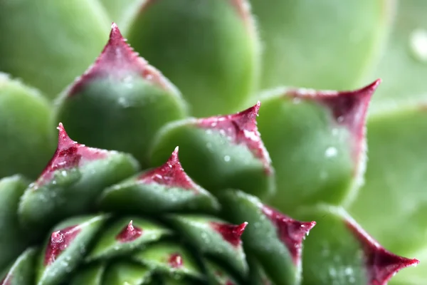Krásná sukulentní rostlina — Stock fotografie