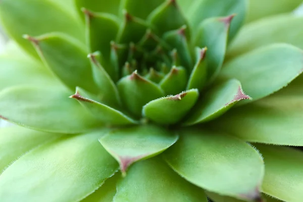 Hermosa planta suculenta — Foto de Stock