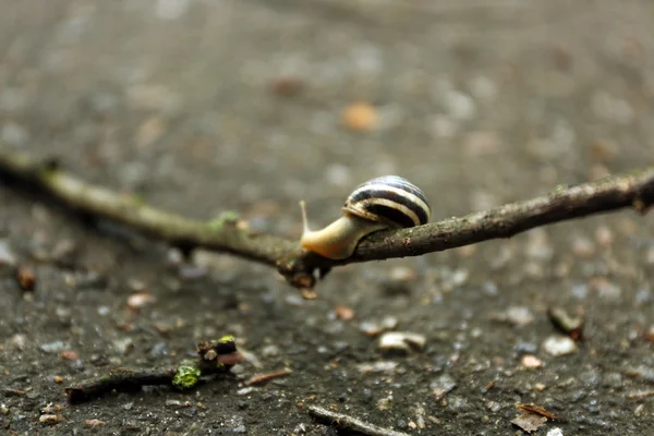 Caracol em pau de madeira — Fotografia de Stock