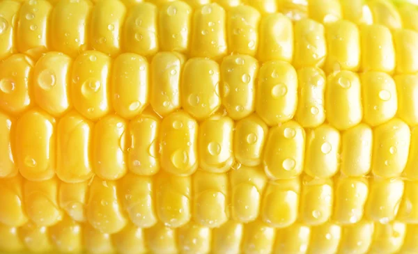 Свежая кукуруза на початках с капельками, крупный план — стоковое фото