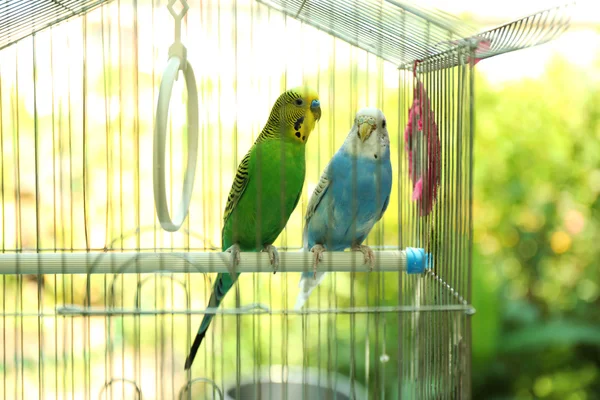 Χαριτωμένο πολύχρωμο budgies — Φωτογραφία Αρχείου