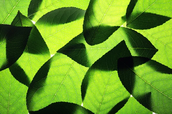 Groene bladeren achtergrond — Stockfoto