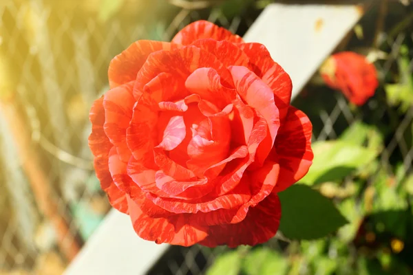 Όμορφο φωτεινό τριαντάφυλλο στον κήπο — Φωτογραφία Αρχείου