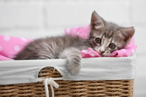 Gatinho cinzento bonito — Fotografia de Stock