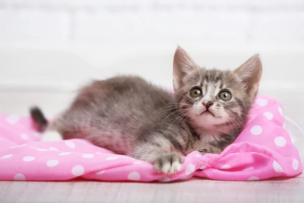 Cute gray kitten — Stock Photo, Image