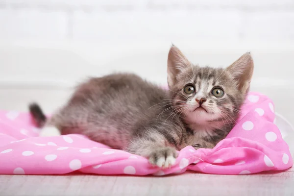 Gatinho cinzento bonito — Fotografia de Stock