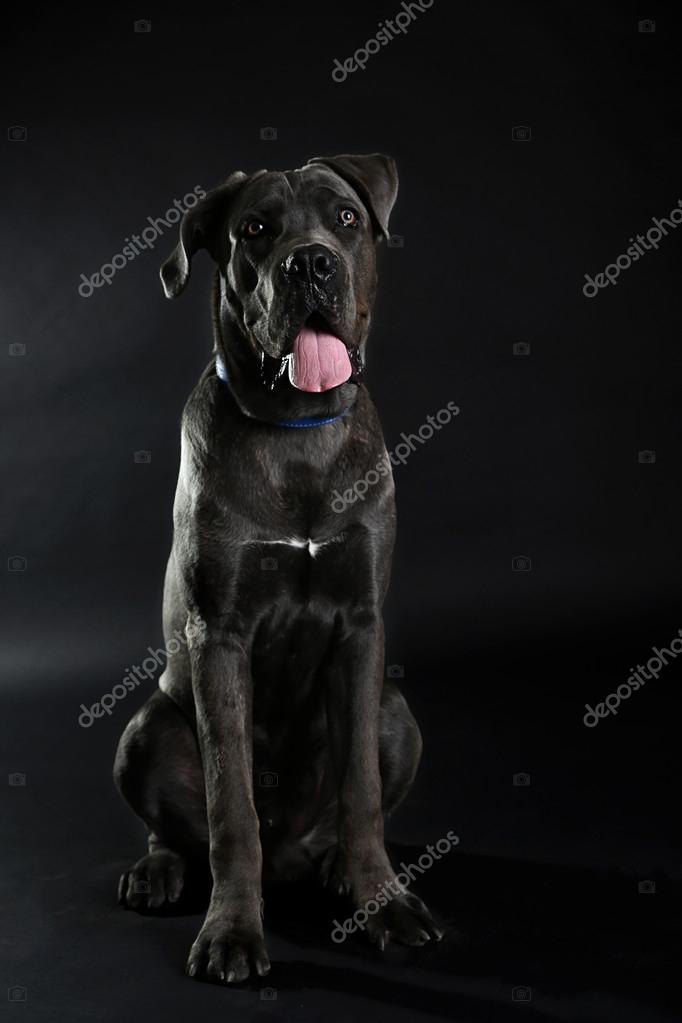 cane corso italiano black
