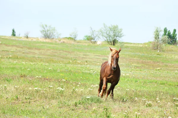 Paard op weide grazen — Stockfoto
