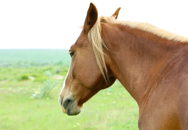 Ló a réten legelésző — Stock Fotó