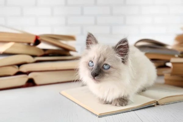 Carino piccolo gatto con libri — Foto Stock