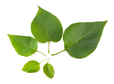 güzel yeşil yaprakların üzerinde beyaz izole