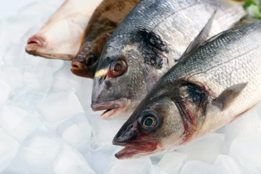 Buz arka plan üzerinde taze balıklar