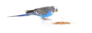 İzole üzerinde beyaz yemek muhabbet kuşu 