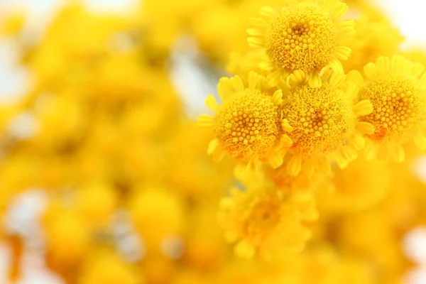 Beautiful small wild flowers — Stock Photo, Image