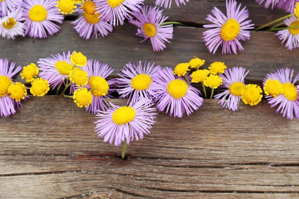美しい小さな野花 — ストック写真