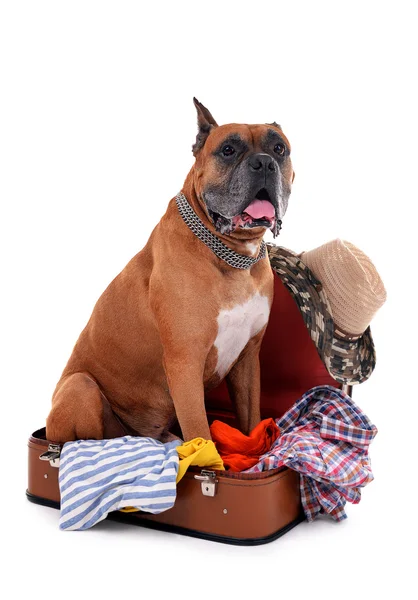 Boxer Dog in suitcase — Stock Photo, Image