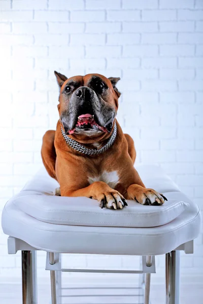 Köpek masaj masasında rahatlatıcı — Stok fotoğraf