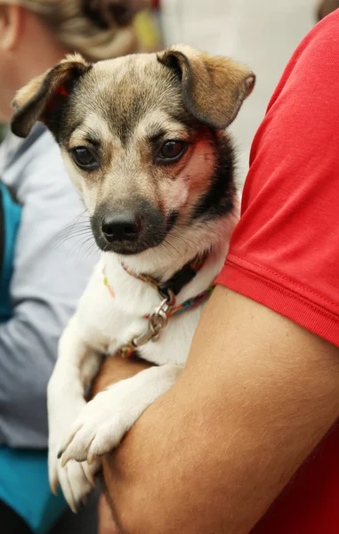 Sevimli köpek ile genç adam — Stok fotoğraf