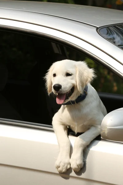 Labrador-Retriever-Hund im Auto — Stockfoto