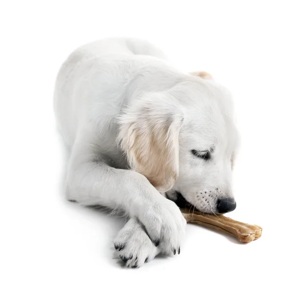 Labrador hond kauwen bot — Stockfoto