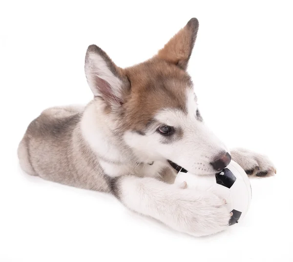 Cute Malamute puppy playing with ball isolated on white — Stock Photo, Image