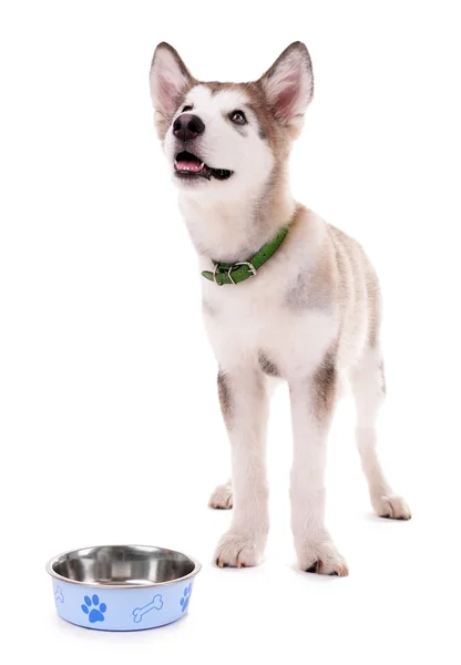 金属製のボウルを白で隔離から食べてマラミュート子犬 — ストック写真